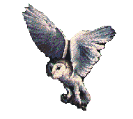 owlflap